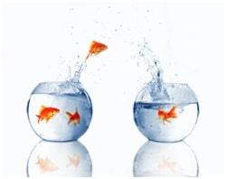 Goldfish swimming between two glass bowls representing balance and harmony.